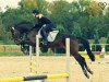 jumper Sunburst 2 (Austrian Warmblood, 2007, from Santander H)