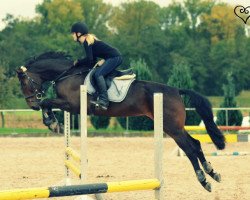 jumper Sunburst 2 (Austrian Warmblood, 2007, from Santander H)