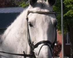 dressage horse Cristianos (Westphalian, 2002, from Casparino)