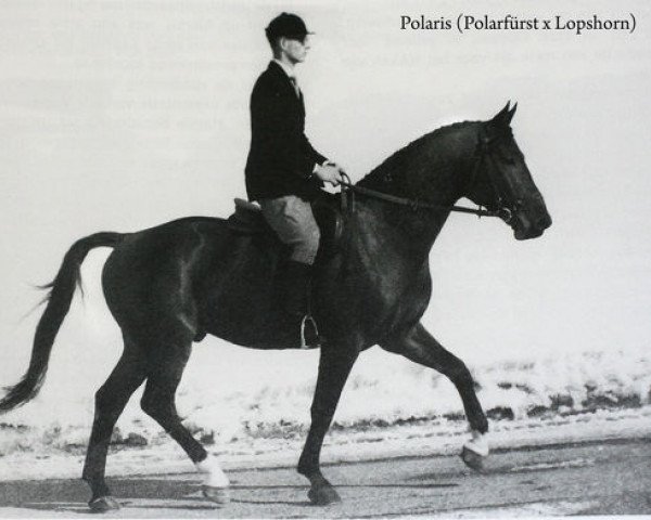 stallion Polaris (Holsteiner, 1959, from Polarfuerst)