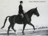 horse Polaris (Holsteiner, 1959, from Polarfuerst)