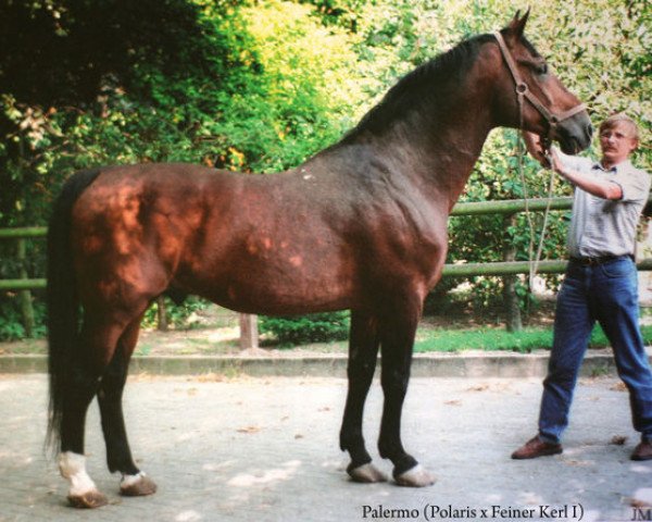 stallion Palermo (KWPN (Royal Dutch Sporthorse), 1965, from Polaris)