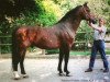 stallion Palermo (Dutch Warmblood, 1965, from Polaris)