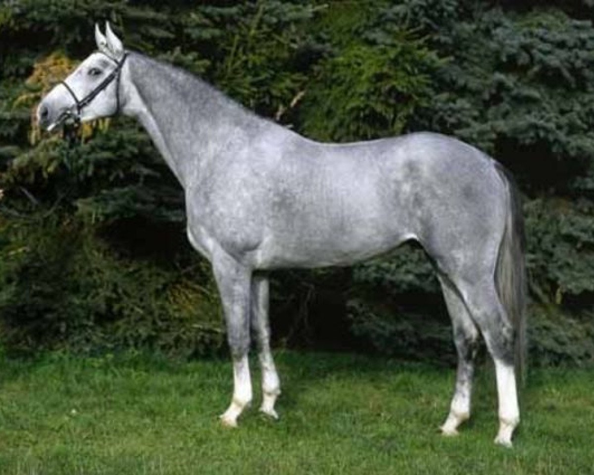 stallion Provider (Hanoverian, 1998, from Perpignon)