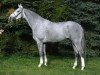 stallion Provider (Hanoverian, 1998, from Perpignon)
