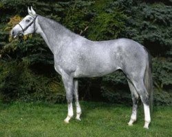 stallion Provider (Hanoverian, 1998, from Perpignon)