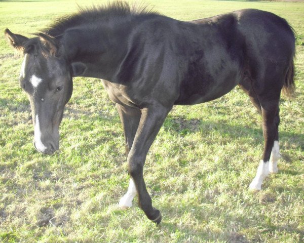 jumper Livius (German Sport Horse, 2012, from Levistano)