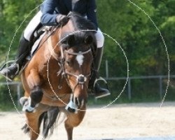 horse Charly-Brown 11 (German Riding Pony, 2002, from Cicero O)