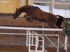 stallion Cointreau (Hanoverian, 1992, from Cavalier)