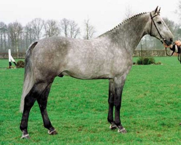 stallion Cilton Z (Holsteiner, 1991, from Calando I)