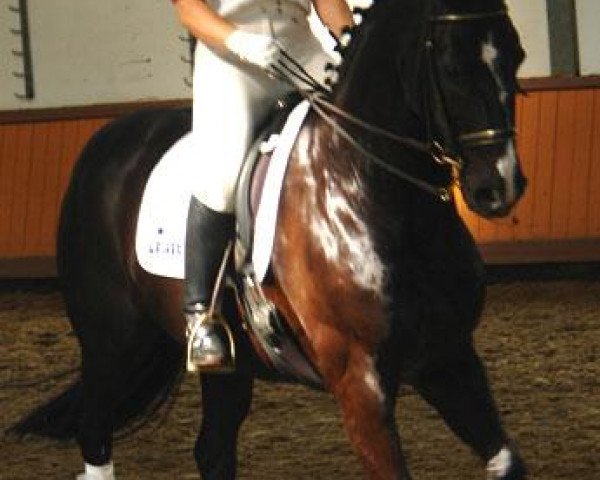 dressage horse Latin Classico (Oldenburg, 1991, from Lateiner)