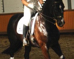 dressage horse Latin Classico (Oldenburg, 1991, from Lateiner)