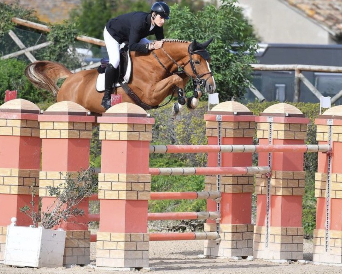 Zuchtstute Aqaba de Leau (Luxemburgisches Reitpferd, 2011, von Arko III)
