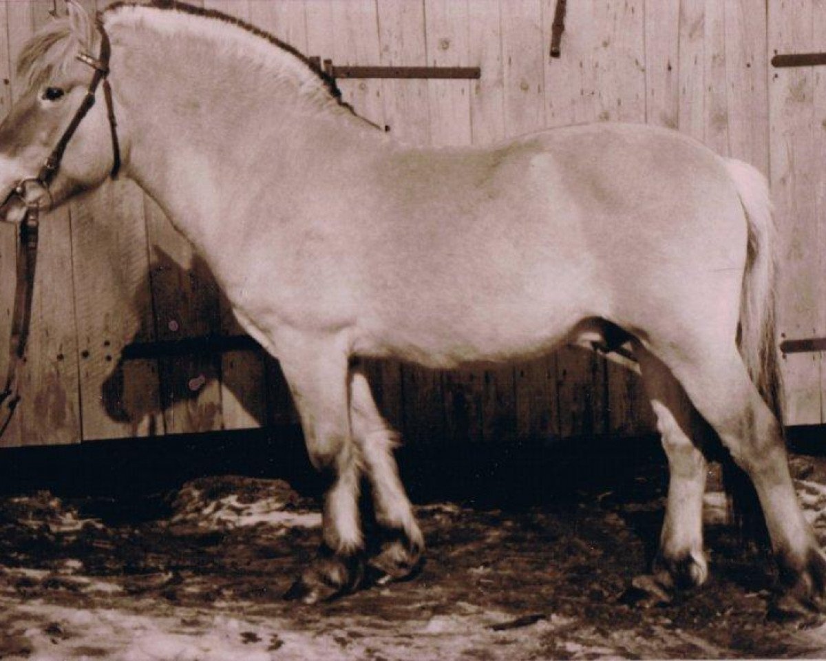 stallion Leif F 56 (Fjord Horse, 1963, from Leikar F 46)