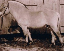 stallion Leif F 56 (Fjord Horse, 1963, from Leikar F 46)