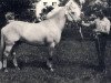 stallion Linus HE 66 (Fjord Horse, 1966, from Ludar N.1504)