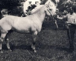 stallion Linus HE 66 (Fjord Horse, 1966, from Ludar N.1504)