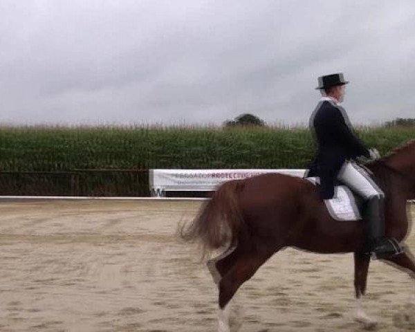 horse Grabello (Mecklenburg, 2002, from Graf Lindenau)