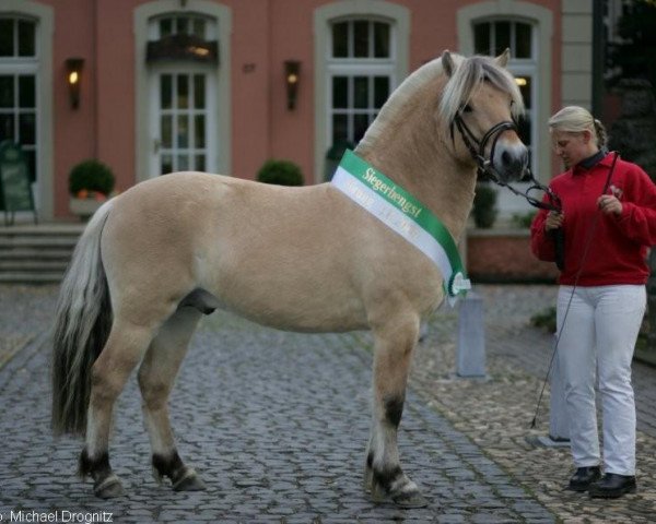 stallion Lund (Fjord Horse, 2004, from Orion Halsnæs)