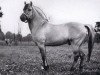 stallion Lorbas (Fjord Horse, 1955, from Lauparen)