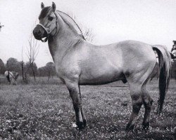 Deckhengst Lorbas (Fjordpferd, 1955, von Lauparen)