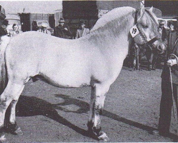 stallion Langoblakken (Fjord Horse, 1952, from Draum N.1308)