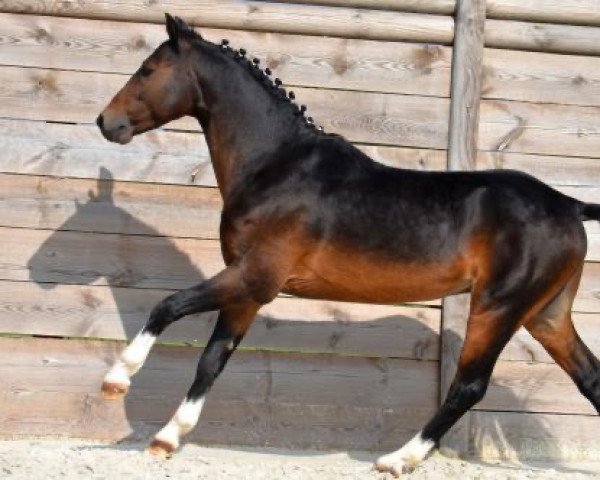 stallion Heros ter Putte (Belgian Riding Pony, 2003, from Jeffrey)