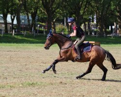 eventing horse Räubertochter Gh (German Warmblood, 2017, from Räuberfürst)