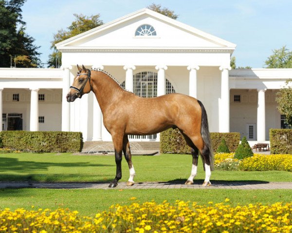 stallion Caspari Royale (German Riding Pony, 2010, from Casino Royale K WE)