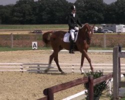 dressage horse Wega Waluka (Westphalian, 2002, from World Magic)