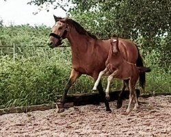 dressage horse Danciera K (Westphalian, 2022, from Dancier Gold FRH)