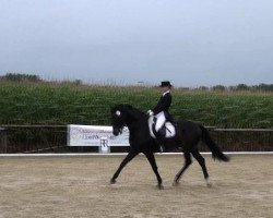 dressage horse Aleandro (KWPN (Royal Dutch Sporthorse), 2005, from Sandreo)