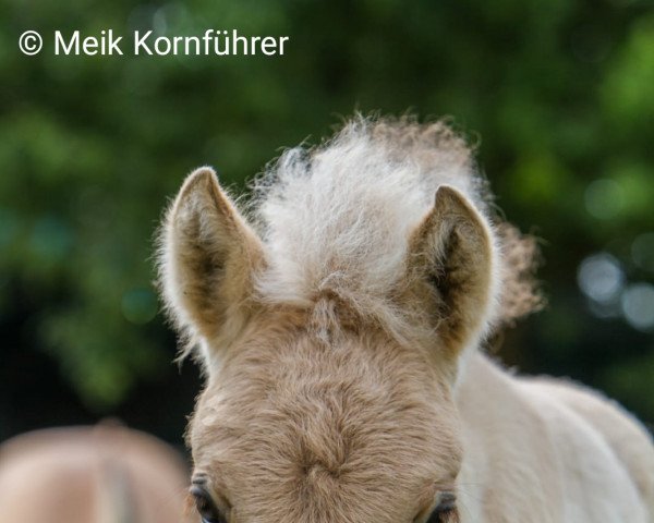 horse Solea A&G (Fjord Horse, 2022, from Silvio Skjöldson)