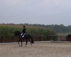 dressage horse San Diego 84 (Westphalian, 2003, from Show Star)