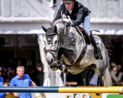 jumper Whisker Eb Z (Zangersheide riding horse, 2014, from Chellano Alpha Z)