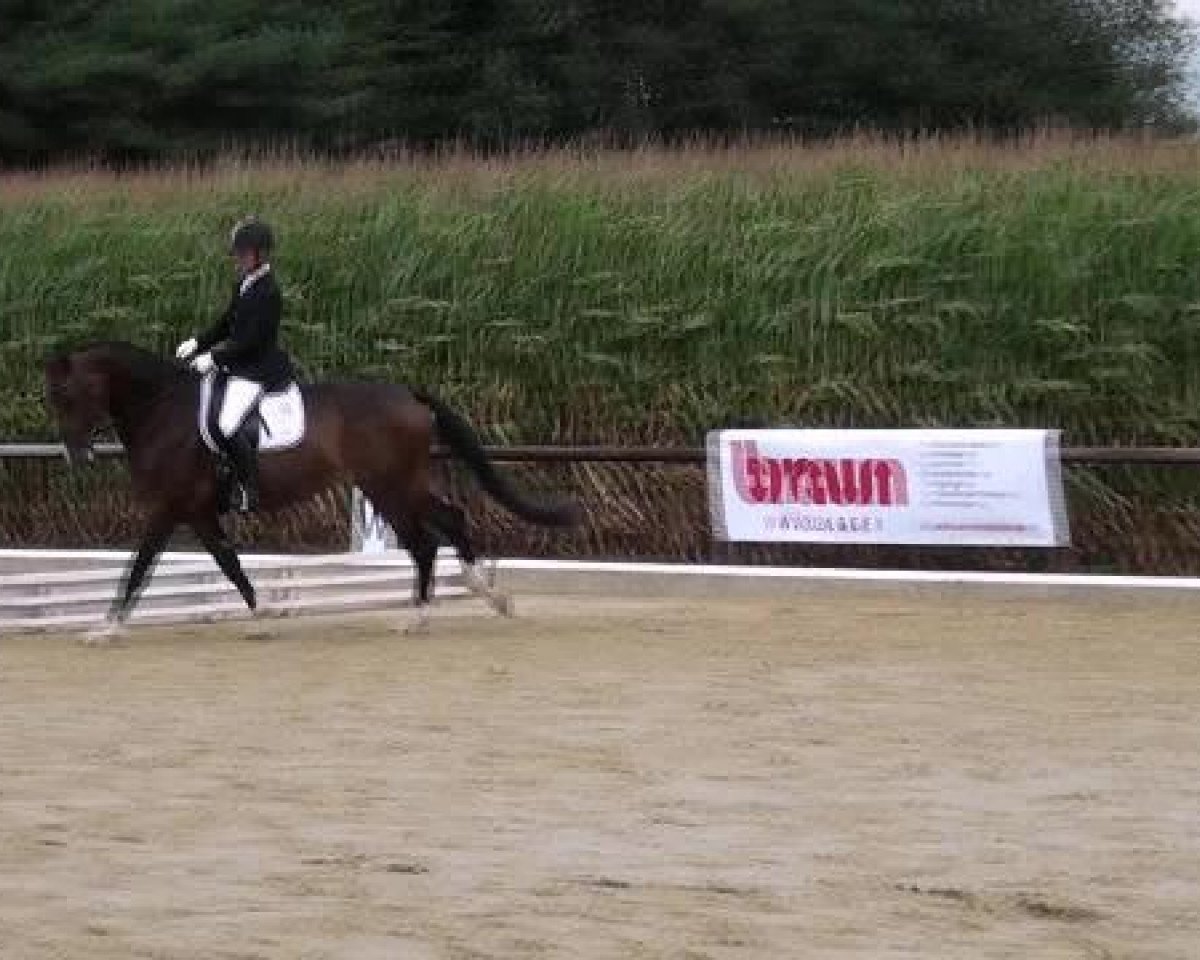 dressage horse Zaouira (Oldenburg, 2008, from Zack)
