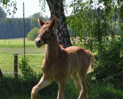 Dressurpferd Bossa Malandro (Deutsches Sportpferd, 2019, von Bossanova 28)