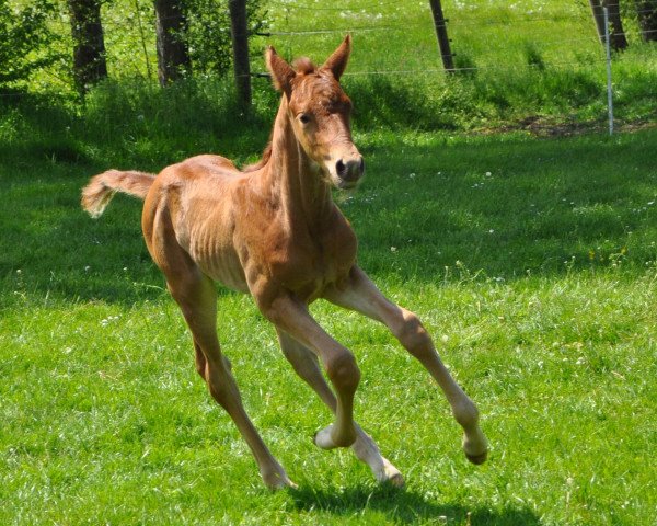 Dressurpferd Bossa Malandro (Deutsches Sportpferd, 2019, von Bossanova 28)