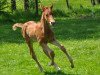 dressage horse Bossa Malandro (German Sport Horse, 2019, from Bossanova 28)