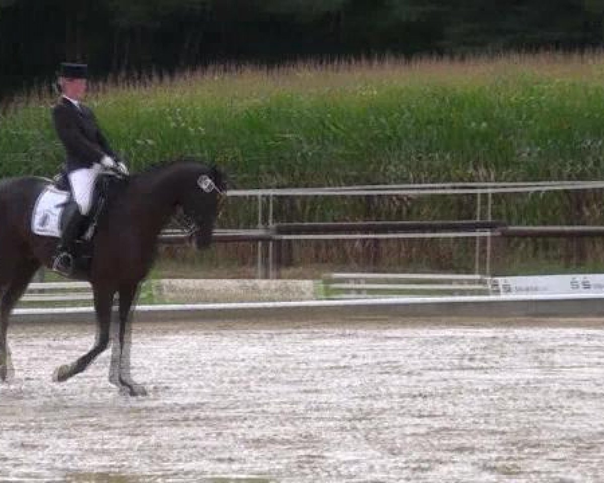 Dressurpferd Lemmük-Tagula (Westfale, 2002, von Londonderry)