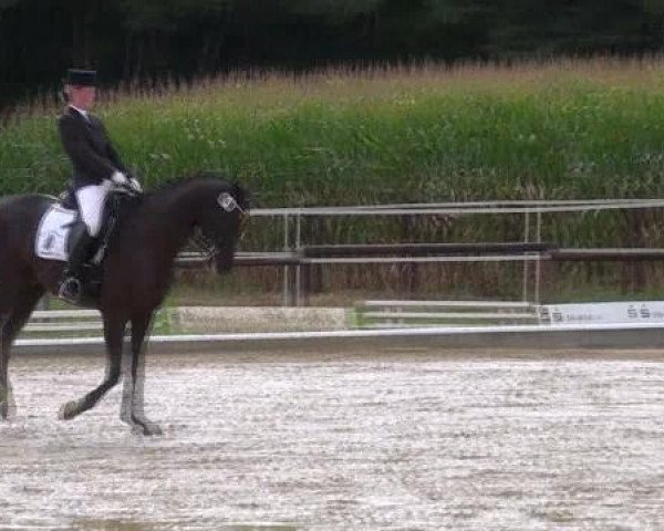 dressage horse Lemmük-Tagula (Westphalian, 2002, from Londonderry)