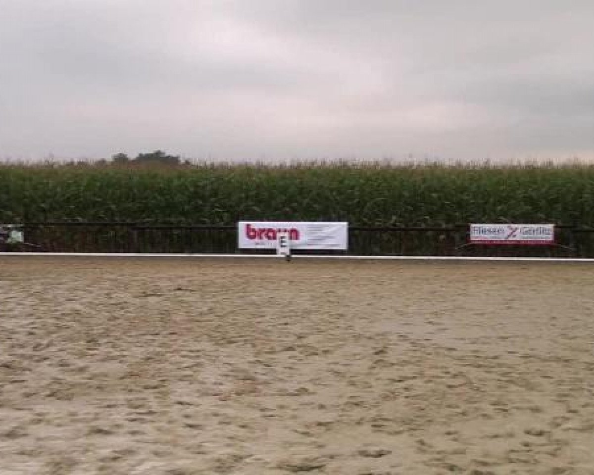 Dressurpferd Schmucke Biene (Westfale, 2007, von Sandro Bedo)