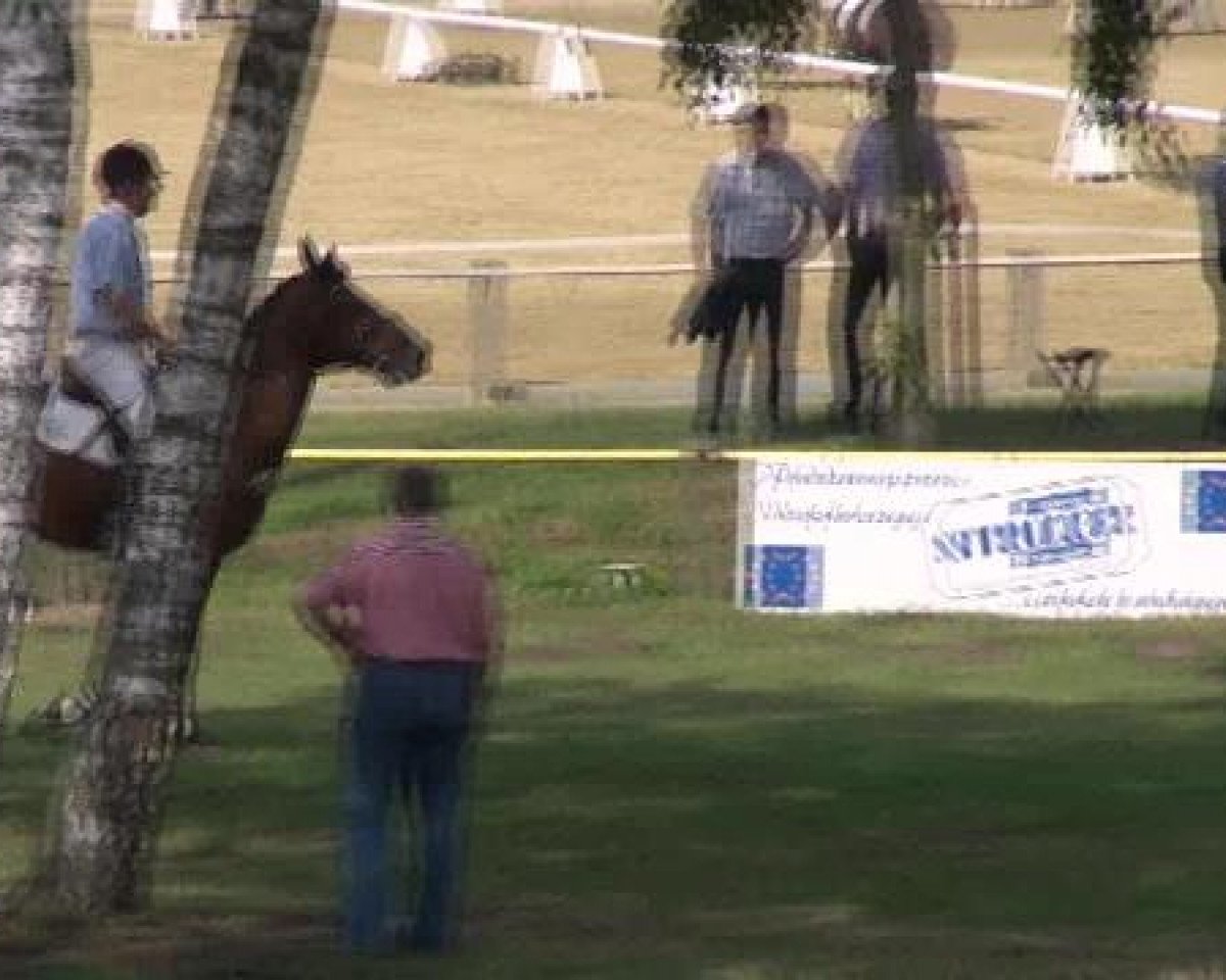 jumper Quidam's Quicktender (Oldenburg show jumper, 2006, from Quidam de Revel)