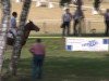 jumper Quidam's Quicktender (Oldenburg show jumper, 2006, from Quidam de Revel)