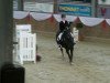 jumper Nemo B (UK Warmblood, 2004, from Romari)