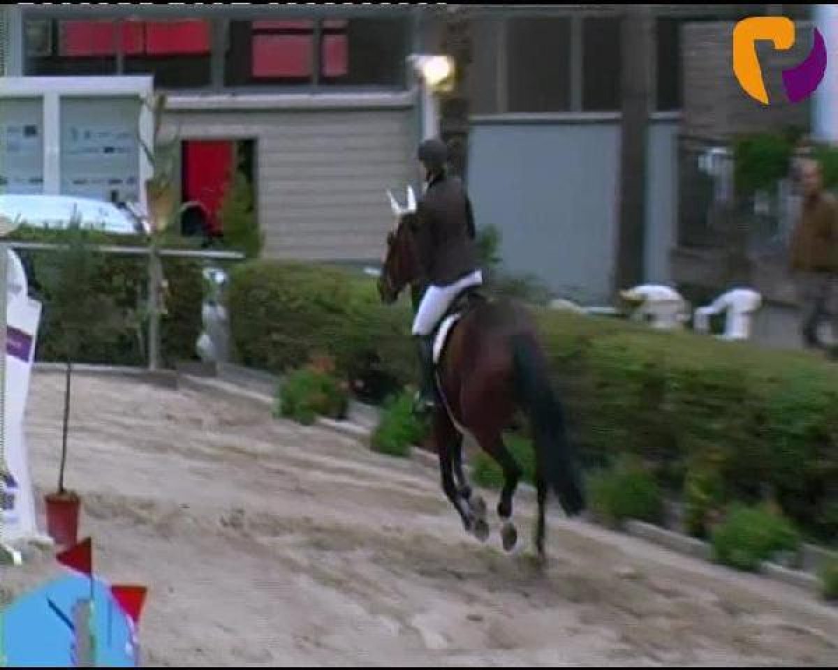 dressage horse Amelie (German Sport Horse, 2004, from Dinglinger)