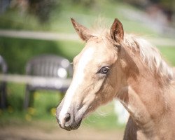 dressage horse Glamourgirl G (German Riding Pony, 2022, from HET Golden Dream)