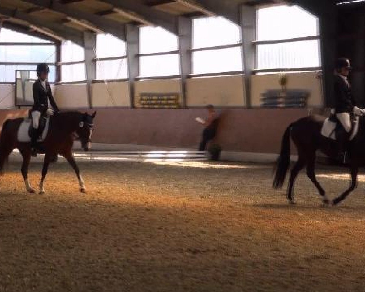 dressage horse Didlina (unknown,  )