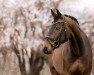 dressage horse Soltero RF (Oldenburg, 2009, from Sorento OLD)