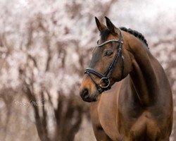 Dressurpferd Soltero RF (Oldenburger, 2009, von Sorento OLD)